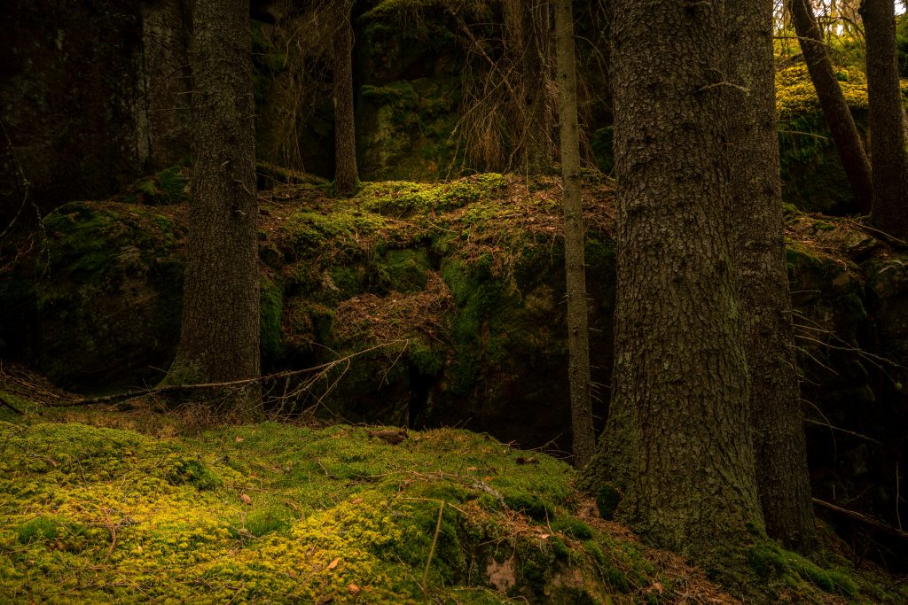 A forest with moss on the ground - great fro a background