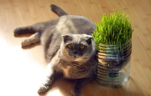 chat allonger gris en surpoid sur une table