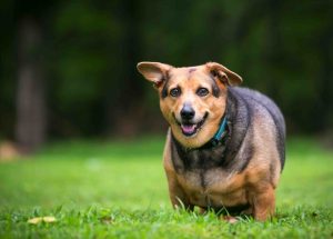chien qui court dans la nature en surpoid