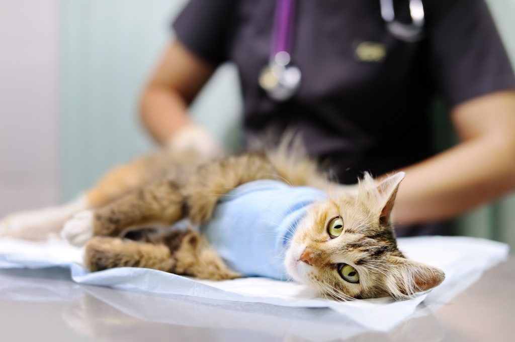 chat stérilisé sur lit d'opération
